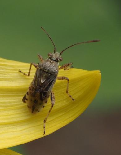 Réf. 236 829 : Stictopleurus punctatonervosus